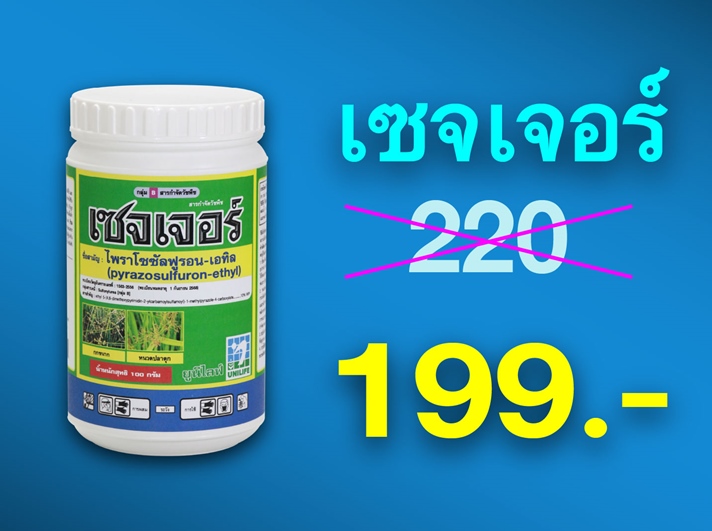PRO.ซื้อเซจเจอร์ (100 กรัม) 1 กระปุก...ราคาพิเศษ 199 บาท